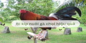 Bí Quyết Nuôi Gà Chọi Hiệu Quả Fun88: Cẩm Nang Cho Người Đam Mê  7 bi kip nuoi ga choi hieu qua 1
