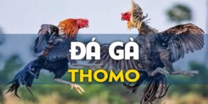 Coi Trực Tiếp Đá Gà Thomo Fun88: Lợi Ích Khi Xem Trực Tuyến 15 coi truc tiep da ga thomo 1