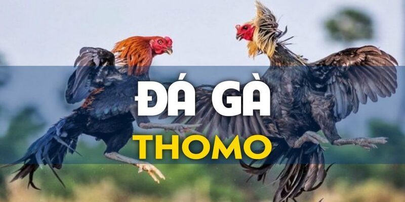 Coi Trực Tiếp Đá Gà Thomo Fun88: Lợi Ích Khi Xem Trực Tuyến 1 coi truc tiep da ga thomo 1