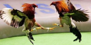 Đá Gà Chọi Fun88: Tìm Hiểu Về Trò Chơi Truyền Thống Đầy Hấp Dẫn 17 da ga choi 1