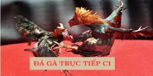 Đá Gà Trực Tiếp C1 Fun88: Trải Nghiệm Đầy Hấp Dẫn Và Thú Vị 13 da ga truc tiep c1 1