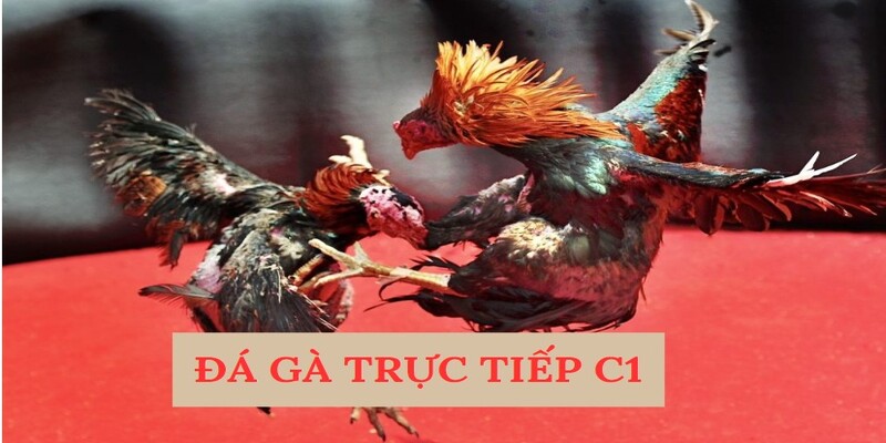 Đá Gà Trực Tiếp C1 Fun88: Trải Nghiệm Đầy Hấp Dẫn Và Thú Vị 1 da ga truc tiep c1 1